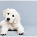 멍샵 강아지분양 인천본점 이미지