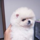 코오롱애견 이미지
