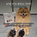 진접솔동물병원 | 아키즈 미니 클리퍼 실사용 후기 슬개골 보호 필수 템! 집에서 하는 셀프미용