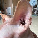 이개 내고양이 | [스핑크스 고양이] 고양이 만두귀 이개혈종 4번의 재발 .. 원인과 치료 후기, 수술비, 현재 상태는?