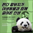 판다9