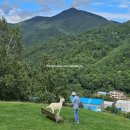 꿈벌사슴목장 이미지