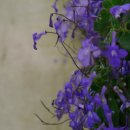 바이올렛 이미지