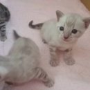 나비캐터리 이미지