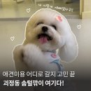 개모임애견샵 | 대전애견미용 어디로 갈지 고민 끝, 괴정동 솜털깎이 여기다