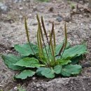 메디위키 | 차전자피 가루로 LDL 낮추기 시도해본 후기 - 복용방법, 맛, 효과 등