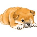 광남이네 이미지