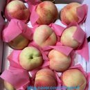 영동군청 | 마켓영동 백도 복숭아 후기🍑💖(거배농원)