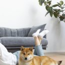 조이동물의료센터 이미지