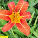 대화초등학교 이미지