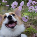 오마이독 이미지