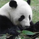 영수스카니아 이미지