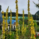 백합(블랙아웃).버바스쿰웨딩갠들.큰등심붓꽃.디기탈리스 씨앗나눔 이미지