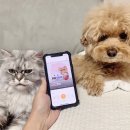 (주)에듀펫 | 강아지 고양이 반려동물 용품 공구 커머스 &#39;펫플레이&#39;