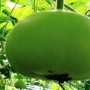 신기농장 이미지