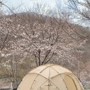 원동주유소 | 경남 양산 벚꽃 캠핑장 무릉도원 캠핑장 C 사이트 후기