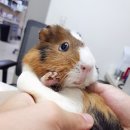 행복한종합동물병원