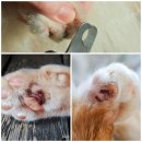 고양이발톱 - 중구 달구벌대로440길 11 | 길고양이 발톱 상처 치료 후기｜고양이도 안 아파한 벳글루도파솔루션 (캣맘 실사용)
