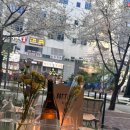 벚꽃 아래 와인 한 모금｜구래동 바틀미 와인샵 데이트 추천🍷