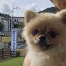 도그플레이스 이미지