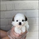 천안 강아지분양 고양이분양 파라다이스펫본점 이미지