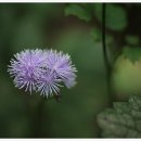 성남시립식물원 이미지