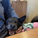 해피버트데이 | [진돗개애곰] 매일이 기념일처럼,, 울강아지 행복하라고 사준 해피버트데이 케이크 후기