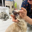 본동물메디컬센터 24시수성점 이미지