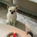 꼼스테이블 | 울산 달동 꼼스테이블 수제간식, 타르트 구매후기 (정콩떡 생일)