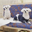 조이플마인드케어