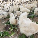 옥계 백봉이네 이미지