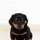 Dear My Pet 이미지
