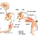 무조건반사[autonomic reflex,無條件反射] 이미지