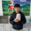 1918 | 수유말티즈분양 멍냥스타 방문 후기 (1918)