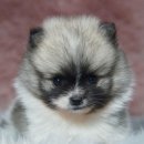 오라켄넬 이미지