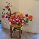 플로라시우 이미지