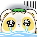아가마미 고양이카페 이미지