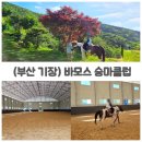 스마트폰 | 부산 기장 데이트 아이와 가볼만한곳 바모스 승마클럽 승마체험 후기