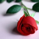 빨간 하트와 장미 이미지 이미지
