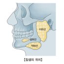 하얀민들레