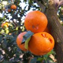 새들농장 이미지