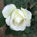 상대서로 이미지