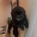 몽냥몽냥 이미지