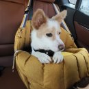 일박이일 A 이미지