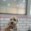 단비펫살롱 이미지