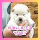 한국시바견클럽 이미지