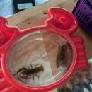 강화 현대농원 : 당일치기 계곡 신선지계곡 공휴일 방문후기