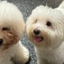 포레멍 이미지