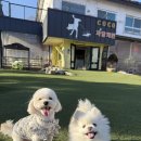 41190-01-07-152 | 시흥 코코 애견카페 코코애견놀이터 소형견 대형견 천연잔디 애견운동장❤️