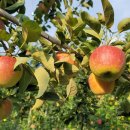 김정기농장 이미지